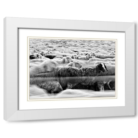 River Sheep || White Modern Wood Framed Art Print with Double Matting by Luca, Liloni