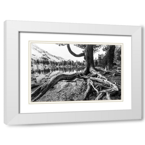 Old Tree White Modern Wood Framed Art Print with Double Matting by Landolt, Susanne