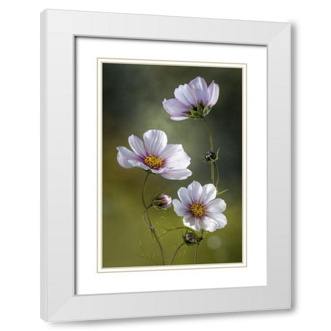 *Cosmos White Modern Wood Framed Art Print with Double Matting by Disher, Mandy