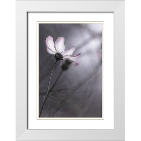Cosmos White Modern Wood Framed Art Print with Double Matting by HIDEBON
