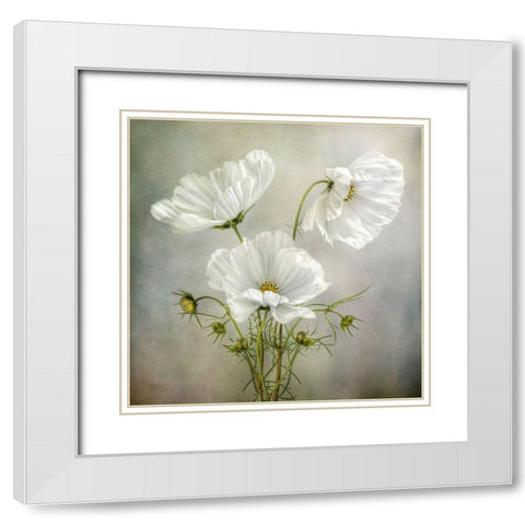 Cosmos Charm White Modern Wood Framed Art Print with Double Matting by Disher, Mandy