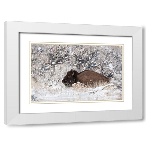 Bison In Winterland White Modern Wood Framed Art Print with Double Matting by Forns, Fabiola