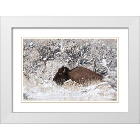Bison In Winterland White Modern Wood Framed Art Print with Double Matting by Forns, Fabiola