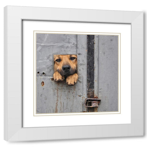 BenjiA#039;S Window Ii White Modern Wood Framed Art Print with Double Matting by Knartist