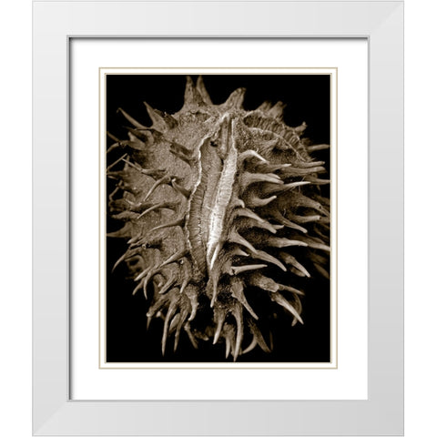 Chestnut White Modern Wood Framed Art Print with Double Matting by Collie, Clive