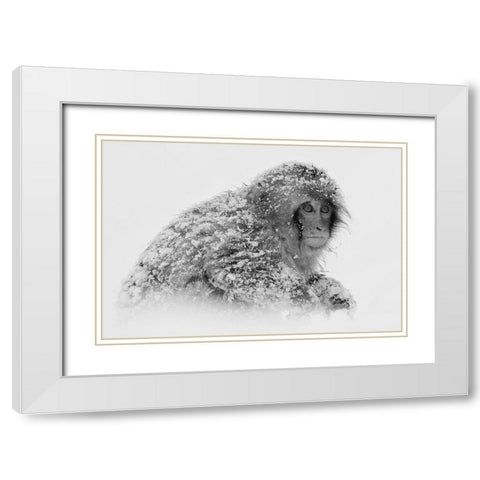 Snow Monkey White Modern Wood Framed Art Print with Double Matting by Tjandra, C.S.