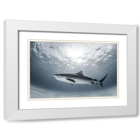 Tiger Rays White Modern Wood Framed Art Print with Double Matting by Kiefer, Ken