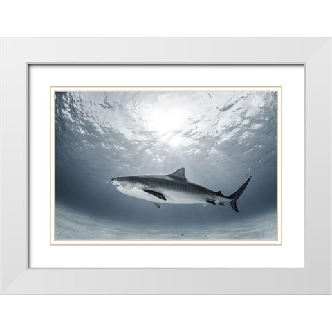 Tiger Rays White Modern Wood Framed Art Print with Double Matting by Kiefer, Ken