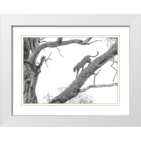 High Key Leopard White Modern Wood Framed Art Print with Double Matting by Marx, Jaco