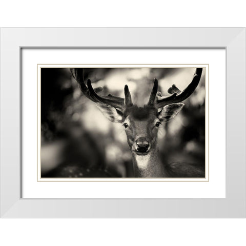 Bambi White Modern Wood Framed Art Print with Double Matting by Stimac, Sandra