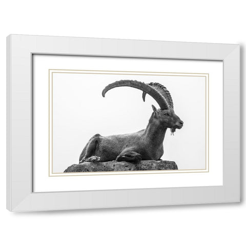 Resting White Modern Wood Framed Art Print with Double Matting by Graf, Sebastian