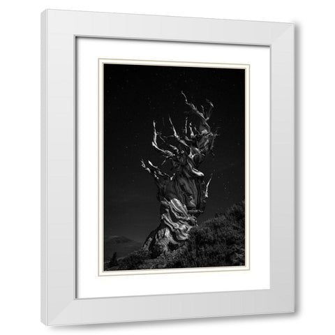 Grand-Grand-Grand-Pas Tree White Modern Wood Framed Art Print with Double Matting by Chenglu, Simon