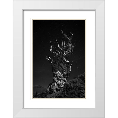 Grand-Grand-Grand-Pas Tree White Modern Wood Framed Art Print with Double Matting by Chenglu, Simon