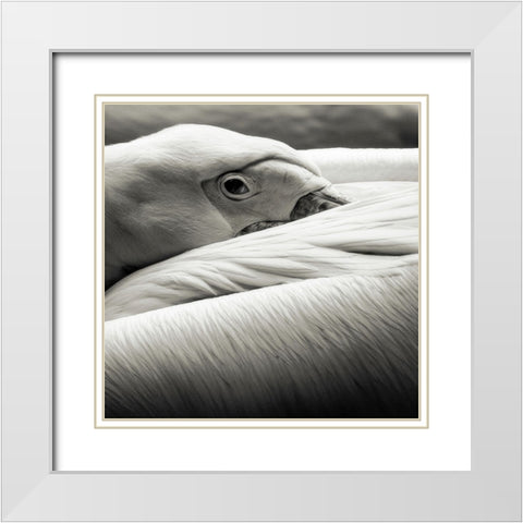 Pelican White Modern Wood Framed Art Print with Double Matting by Berg, Riccardo