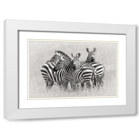 Zebras White Modern Wood Framed Art Print with Double Matting by Trubitsyn, Kirill