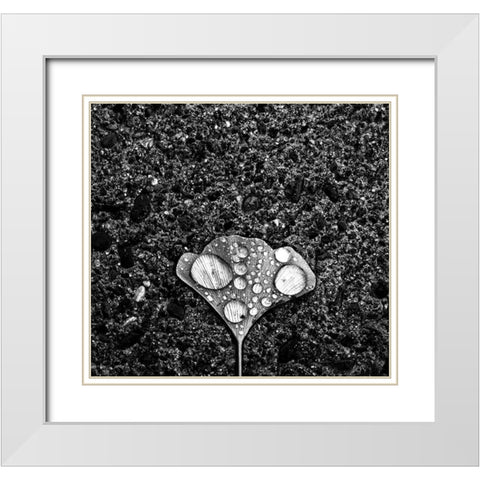 Dew White Modern Wood Framed Art Print with Double Matting by Wang, Jian