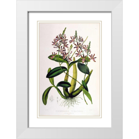Orchid, Schomburgkia Tibicinus White Modern Wood Framed Art Print with Double Matting by Withers, Augusta
