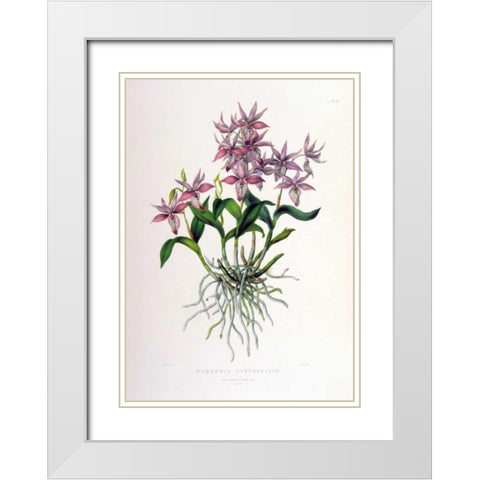 Orchid, Barkeria Spectabilis White Modern Wood Framed Art Print with Double Matting by Withers, Augusta