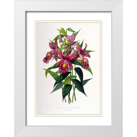Orchid, Sobralia Macrantha White Modern Wood Framed Art Print with Double Matting by Withers, Augusta