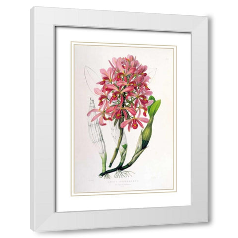 Orchid, Laelia Superbiens White Modern Wood Framed Art Print with Double Matting by Withers, Augusta
