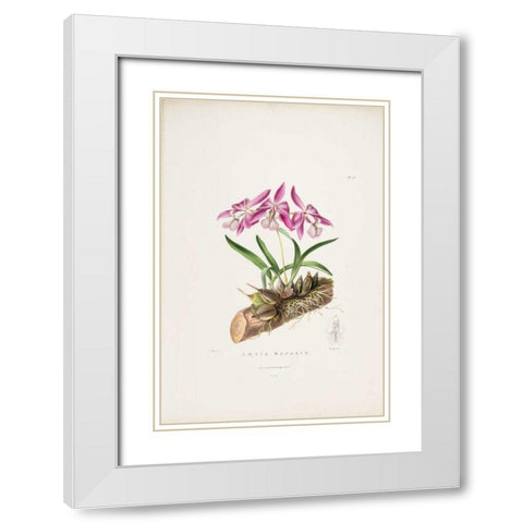 Orchid, Laelia Majalis White Modern Wood Framed Art Print with Double Matting by Withers, Augusta