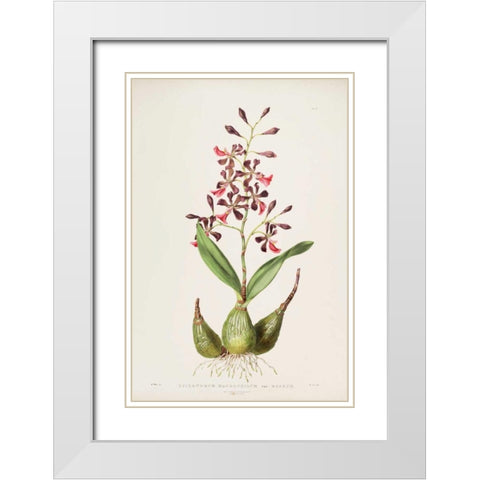 Orchid, Epidendrum Macrochilum White Modern Wood Framed Art Print with Double Matting by Withers, Augusta