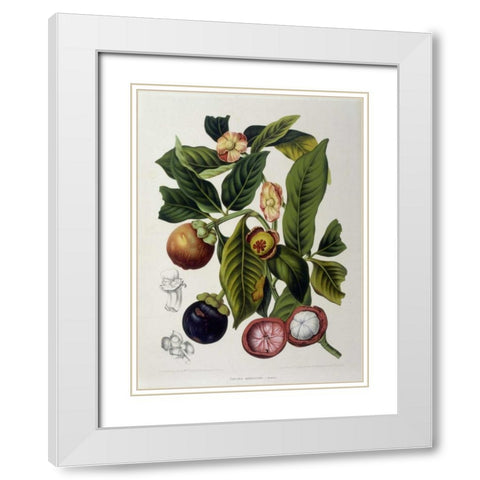 Mangosteen White Modern Wood Framed Art Print with Double Matting by Van Nooten, Madame