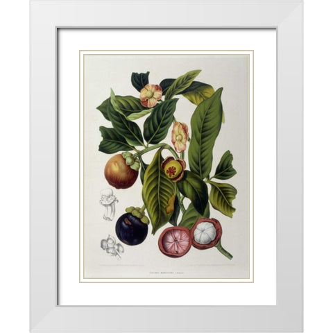 Mangosteen White Modern Wood Framed Art Print with Double Matting by Van Nooten, Madame