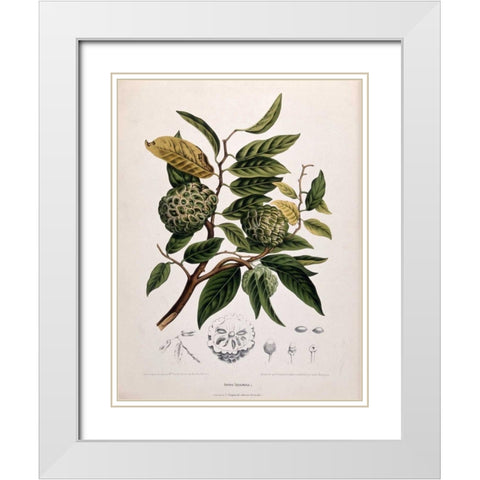 Custard Apple White Modern Wood Framed Art Print with Double Matting by Van Nooten, Madame