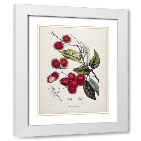 Rambutan White Modern Wood Framed Art Print with Double Matting by Van Nooten, Madame