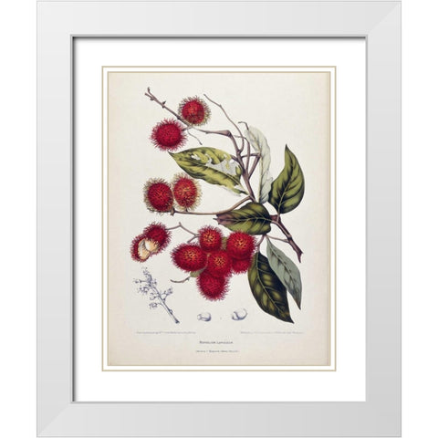 Rambutan White Modern Wood Framed Art Print with Double Matting by Van Nooten, Madame