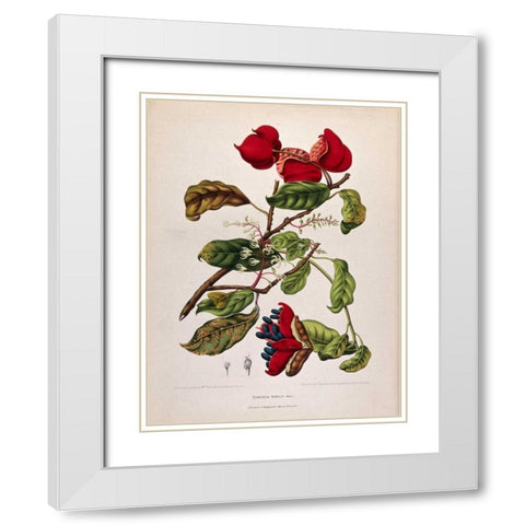 Chinese Chestnut White Modern Wood Framed Art Print with Double Matting by Van Nooten, Madame