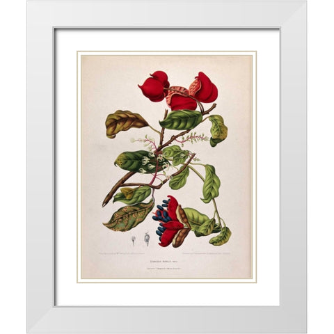 Chinese Chestnut White Modern Wood Framed Art Print with Double Matting by Van Nooten, Madame