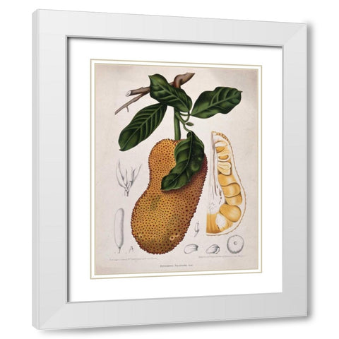 Jackfruit White Modern Wood Framed Art Print with Double Matting by Van Nooten, Madame