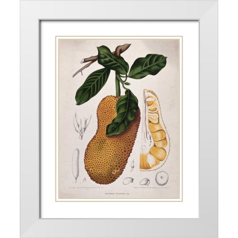 Jackfruit White Modern Wood Framed Art Print with Double Matting by Van Nooten, Madame