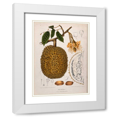 Durian White Modern Wood Framed Art Print with Double Matting by Van Nooten, Madame