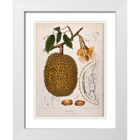 Durian White Modern Wood Framed Art Print with Double Matting by Van Nooten, Madame