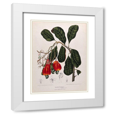 Cashew Nut White Modern Wood Framed Art Print with Double Matting by Van Nooten, Madame