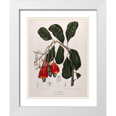 Cashew Nut White Modern Wood Framed Art Print with Double Matting by Van Nooten, Madame