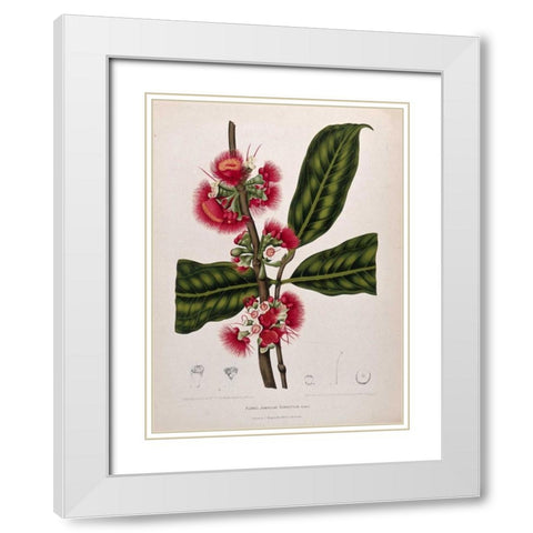 Rose Apple flowering White Modern Wood Framed Art Print with Double Matting by Van Nooten, Madame