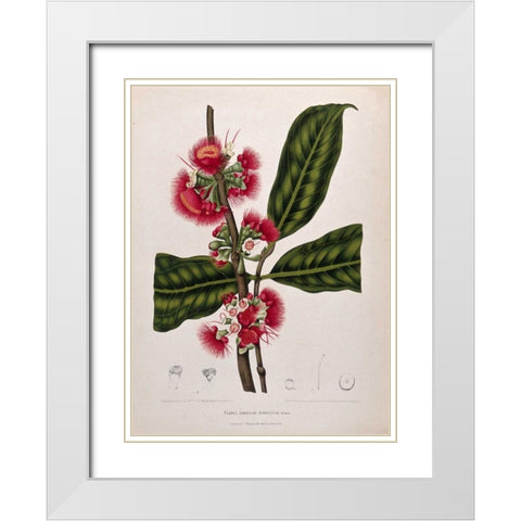 Rose Apple flowering White Modern Wood Framed Art Print with Double Matting by Van Nooten, Madame
