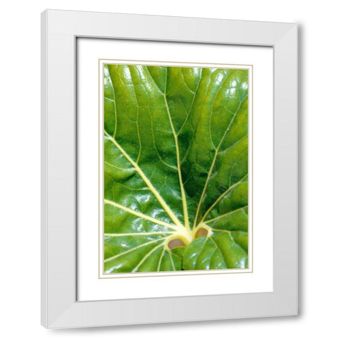 Tropical Leaf White Modern Wood Framed Art Print with Double Matting by Blue, Cyril