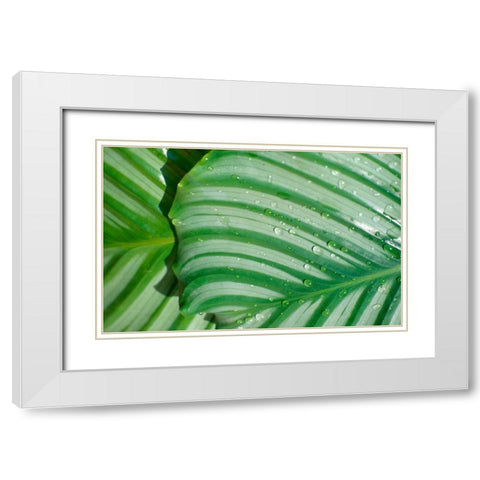 Tropical Leaf White Modern Wood Framed Art Print with Double Matting by Blue, Cyril