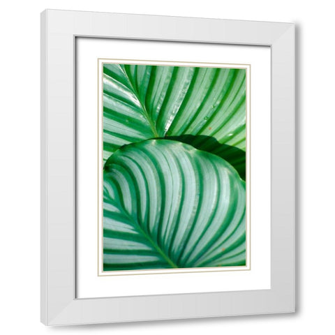 Tropical Leaf White Modern Wood Framed Art Print with Double Matting by Blue, Cyril