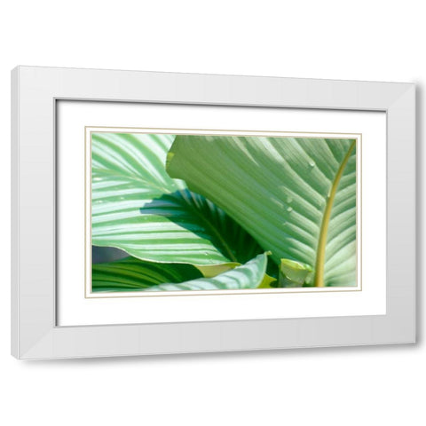 Tropical Leaves White Modern Wood Framed Art Print with Double Matting by Blue, Cyril