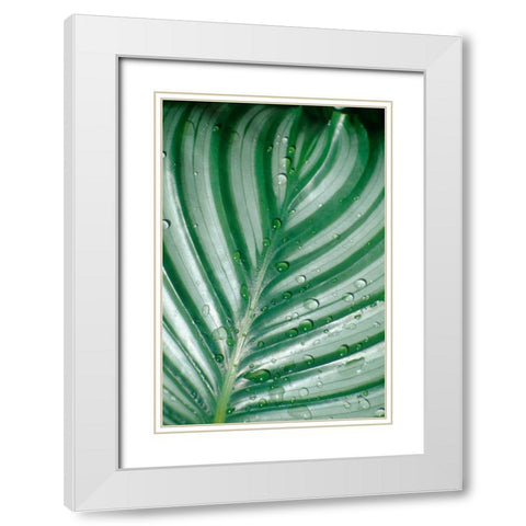 Tropical Leaf White Modern Wood Framed Art Print with Double Matting by Blue, Cyril