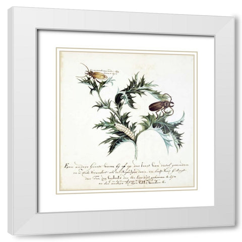 Thistle with Beetles White Modern Wood Framed Art Print with Double Matting by Markee, Cornelis
