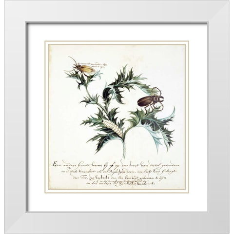 Thistle with Beetles White Modern Wood Framed Art Print with Double Matting by Markee, Cornelis