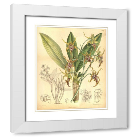 Orchid, Dendrobium Spectabile White Modern Wood Framed Art Print with Double Matting by Curtis, William