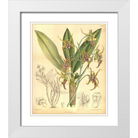 Orchid, Dendrobium Spectabile White Modern Wood Framed Art Print with Double Matting by Curtis, William